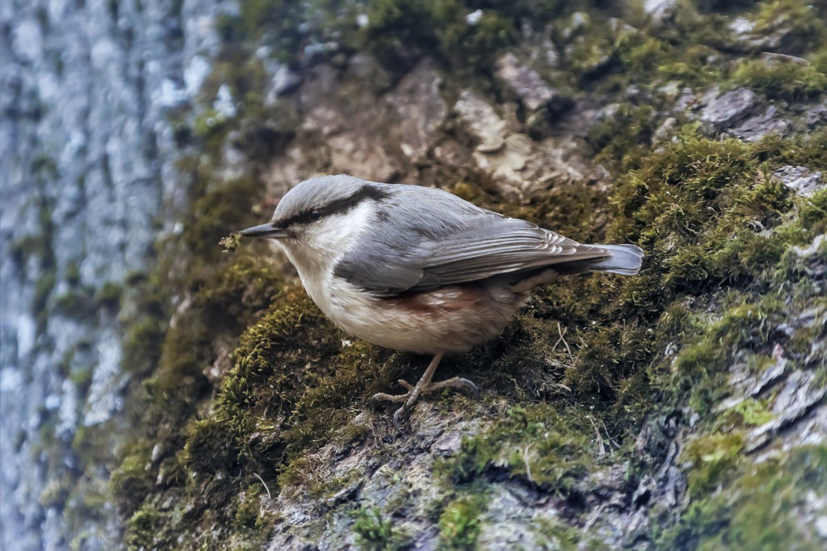 Птица размером с воробья