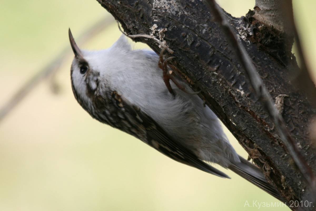 Серая птица с черным клювом