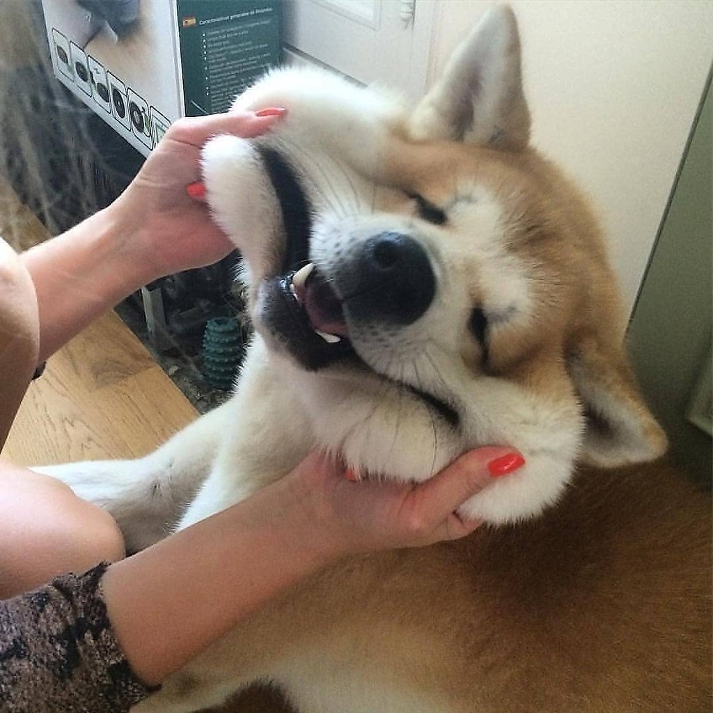 Собака с щеками