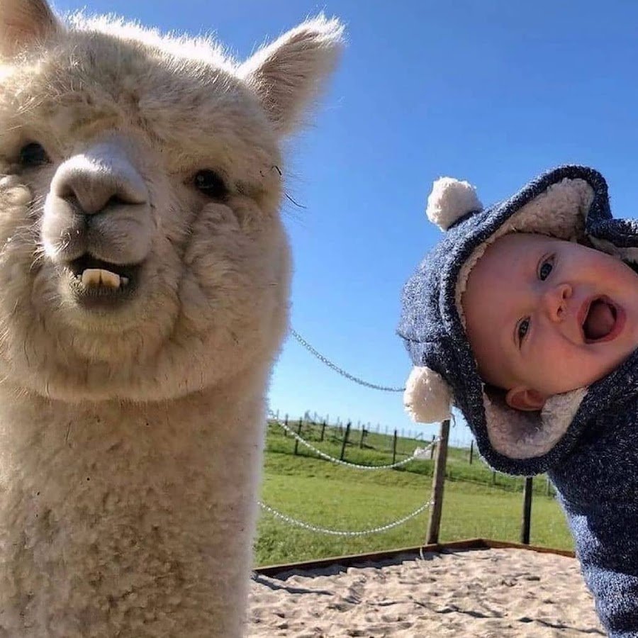 Альпаки малыши