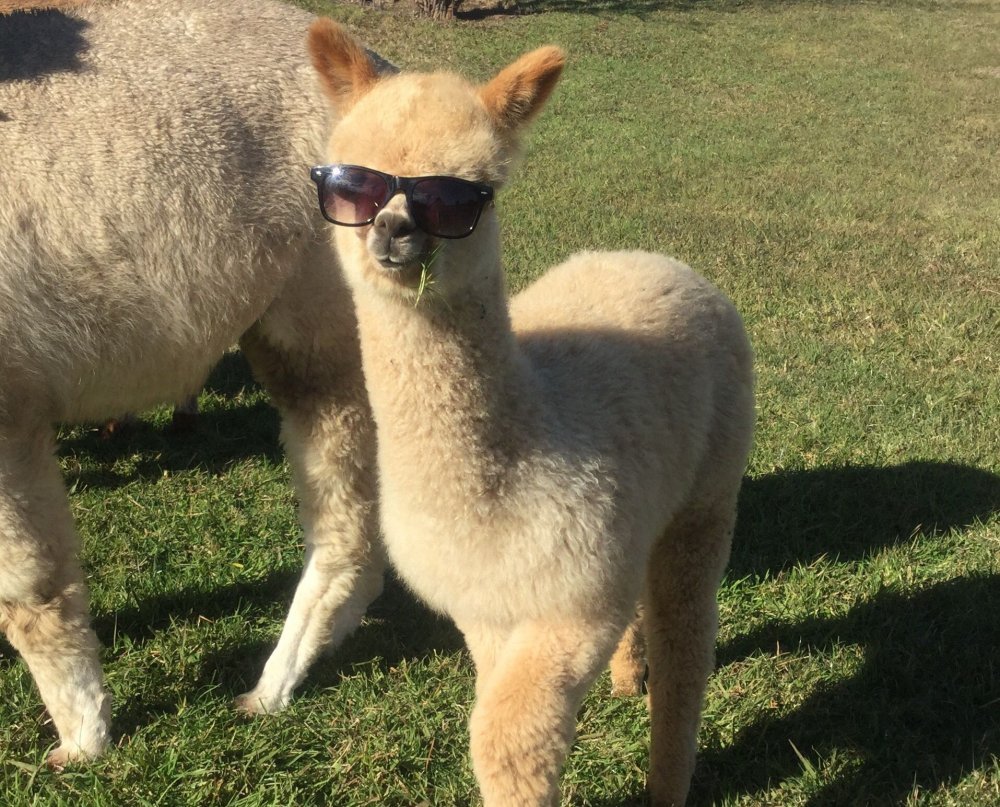 Лама и альпака