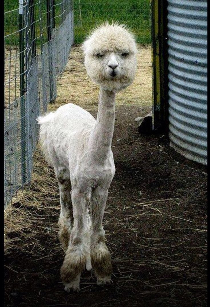 Лама и альпака