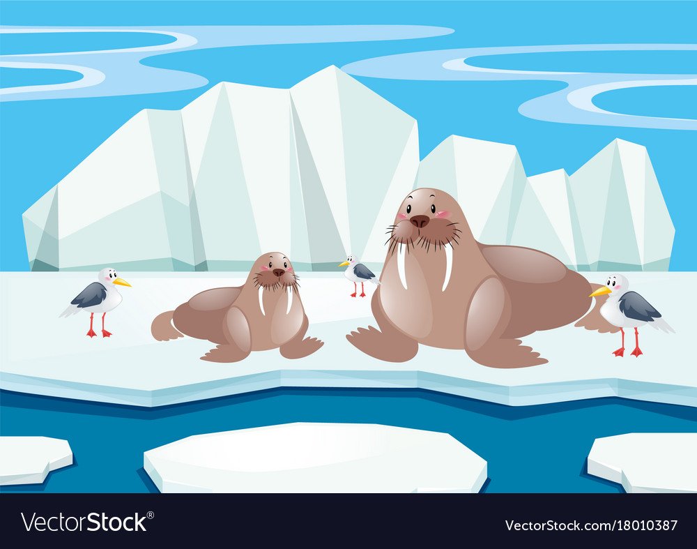 Морж на льдине для детей