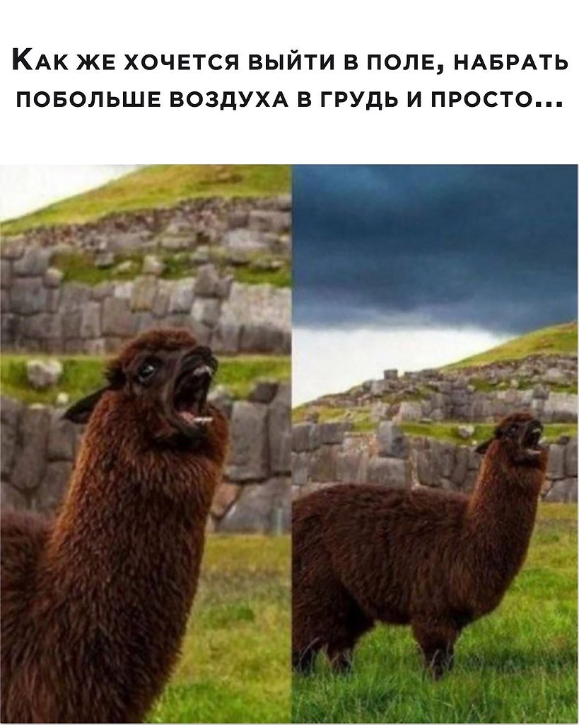 Смешные ламы и альпаки