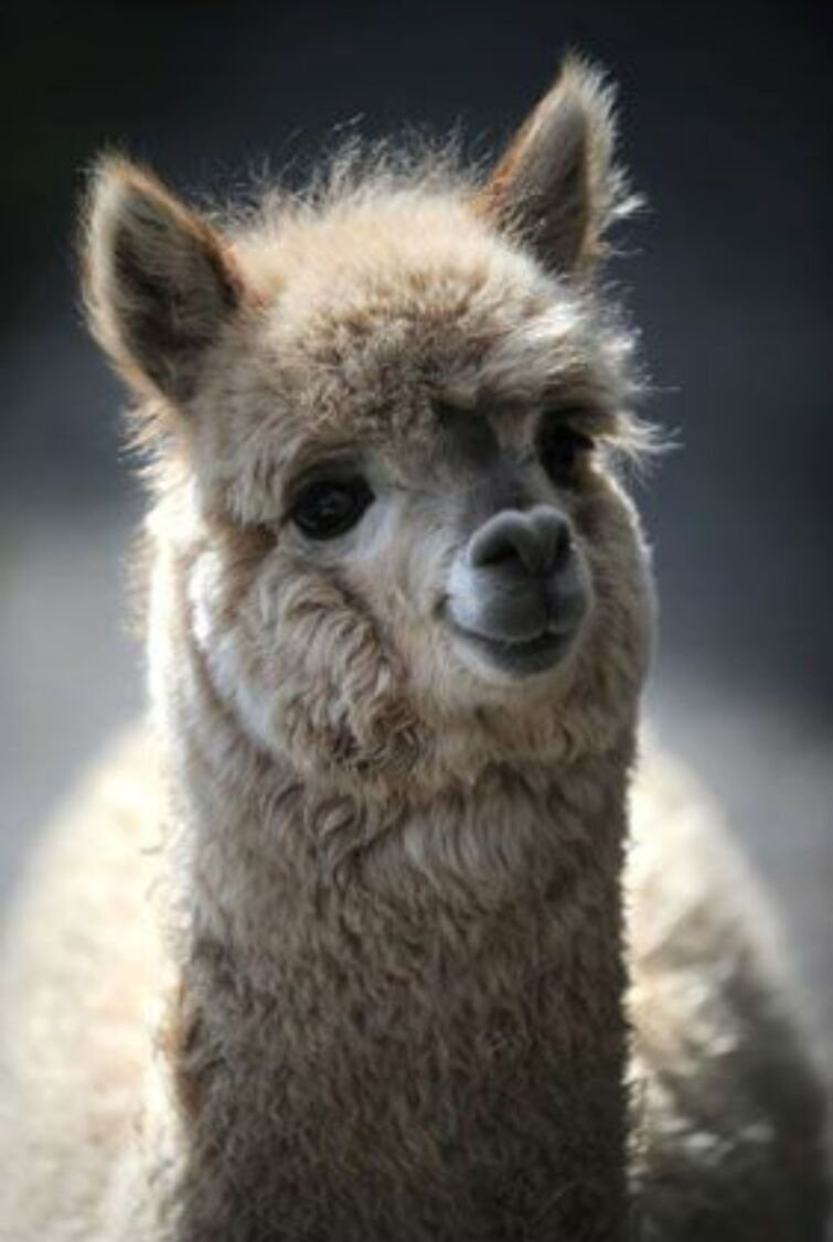 Лама животное