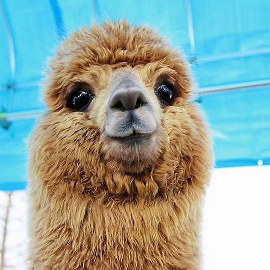 Лама Сури альпака