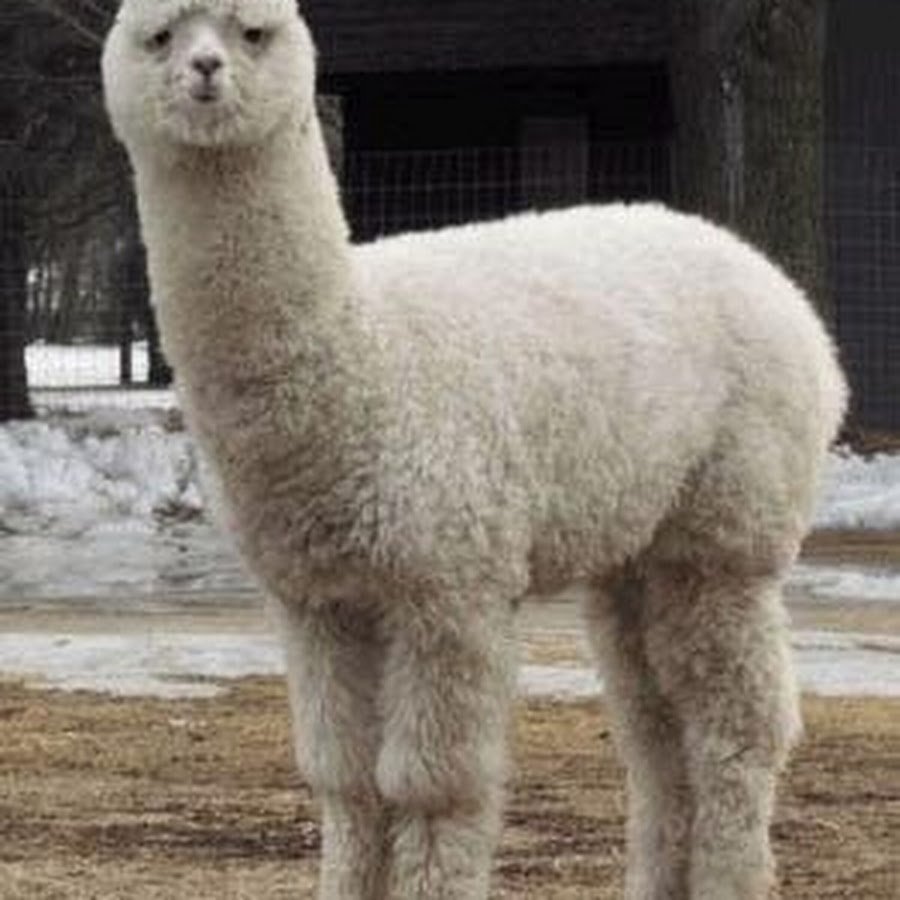 Лама и альпака