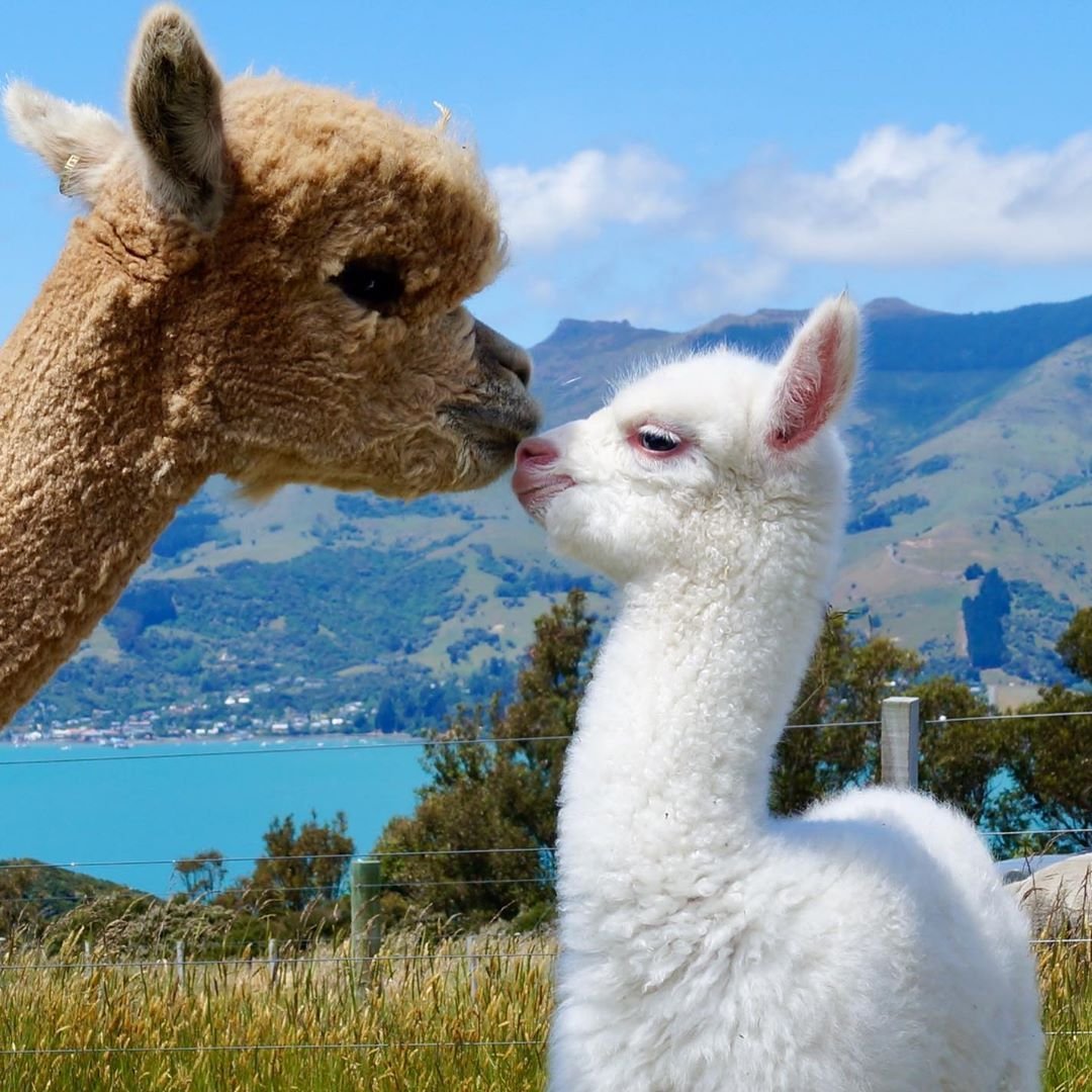 Альпака Аргентина