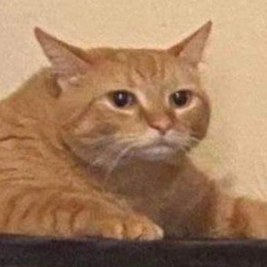 Лама и альпака