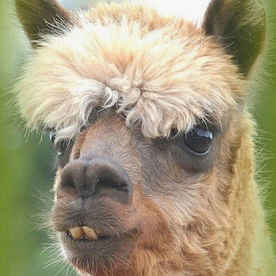 Верблюд лама альпака