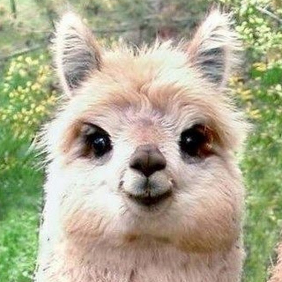 Улыбка ламы