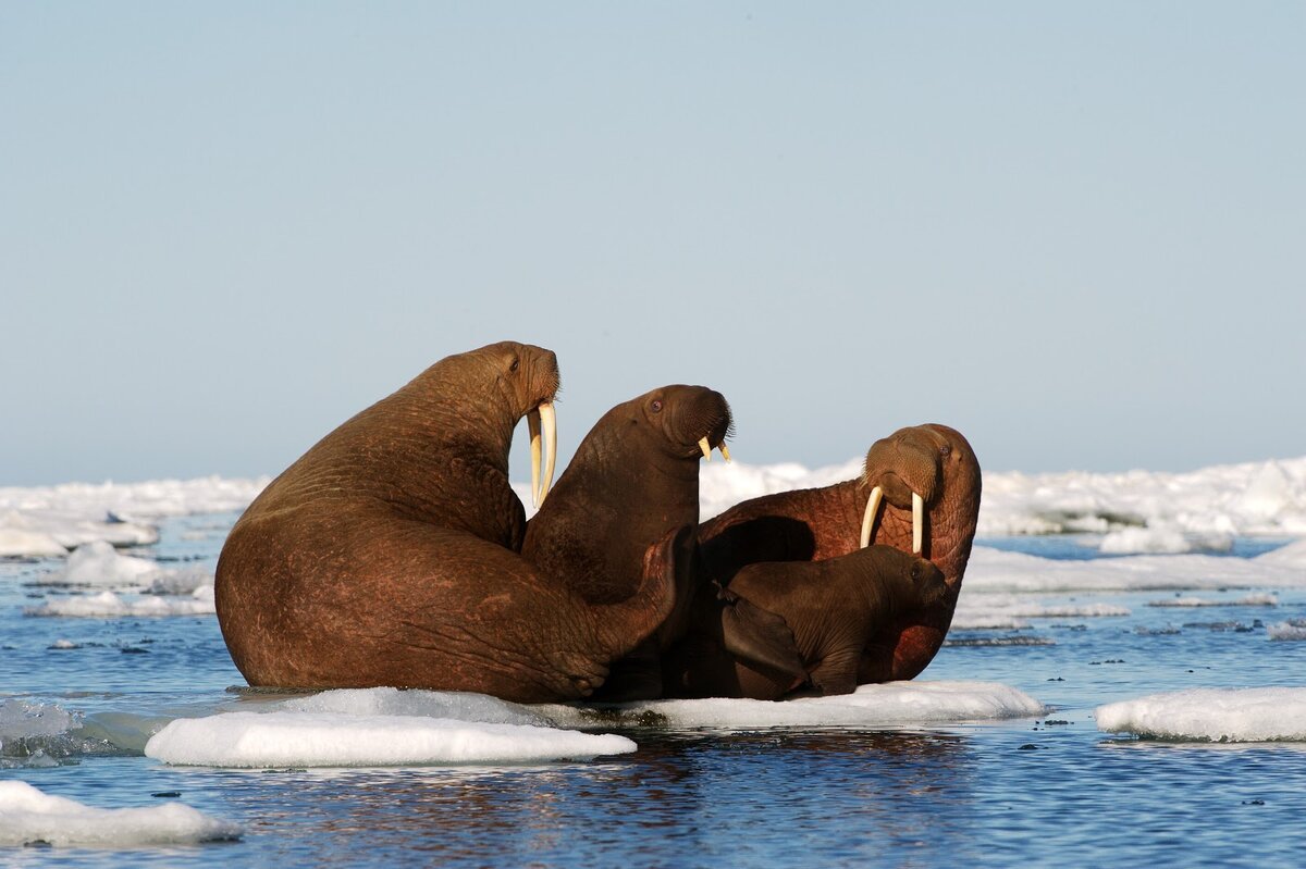Природно Этнический парк Берингия
