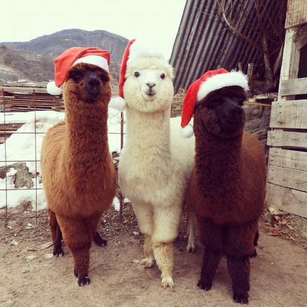 Лама животное