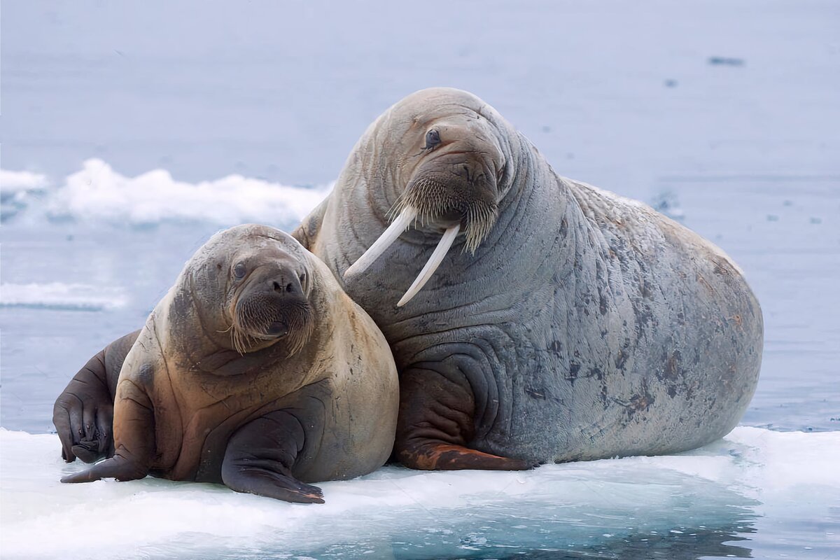 Атлантический морж Odobenus rosmarus rosmarus