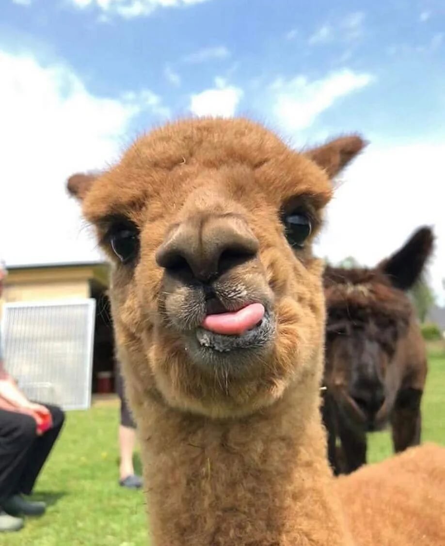 Лама животное