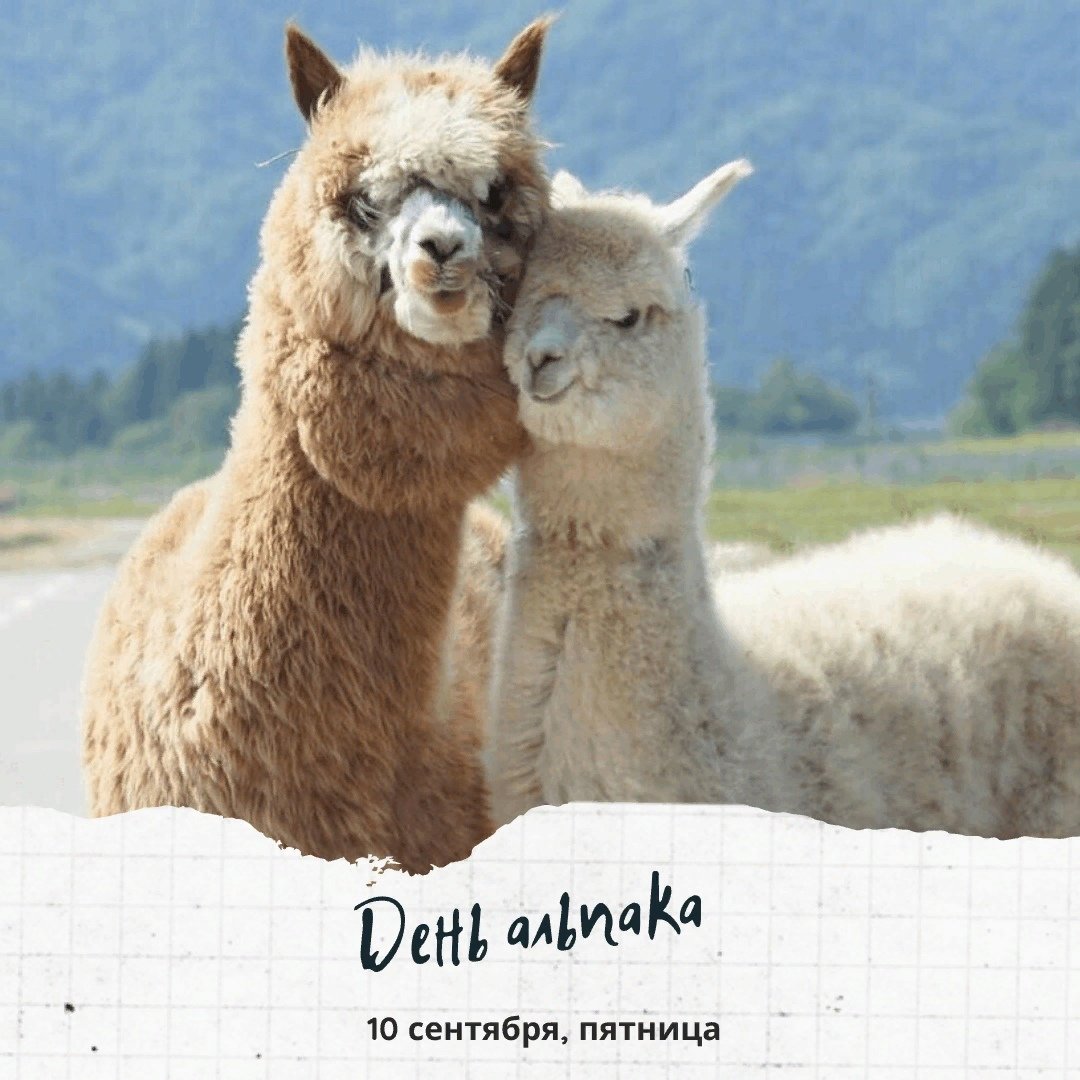 Альпака Южная Америка