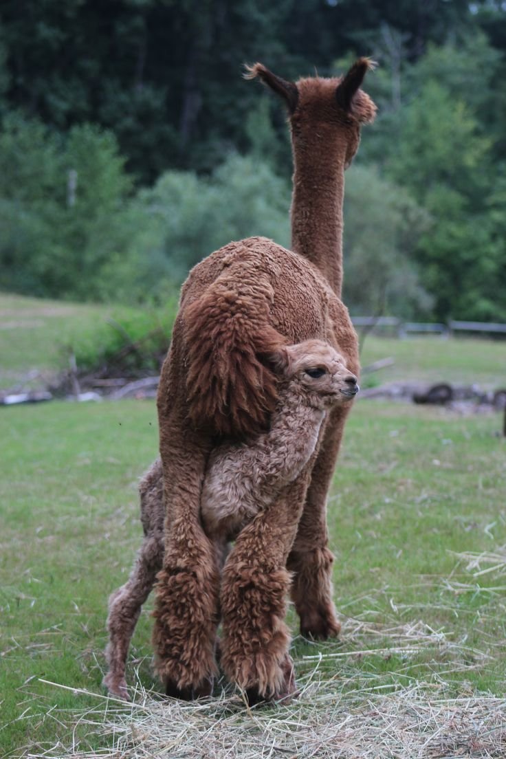 Детеныш альпаки