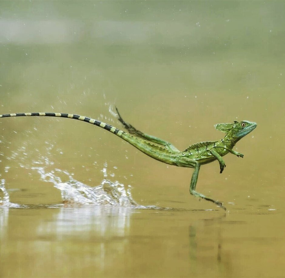 Василиск шлемоносный