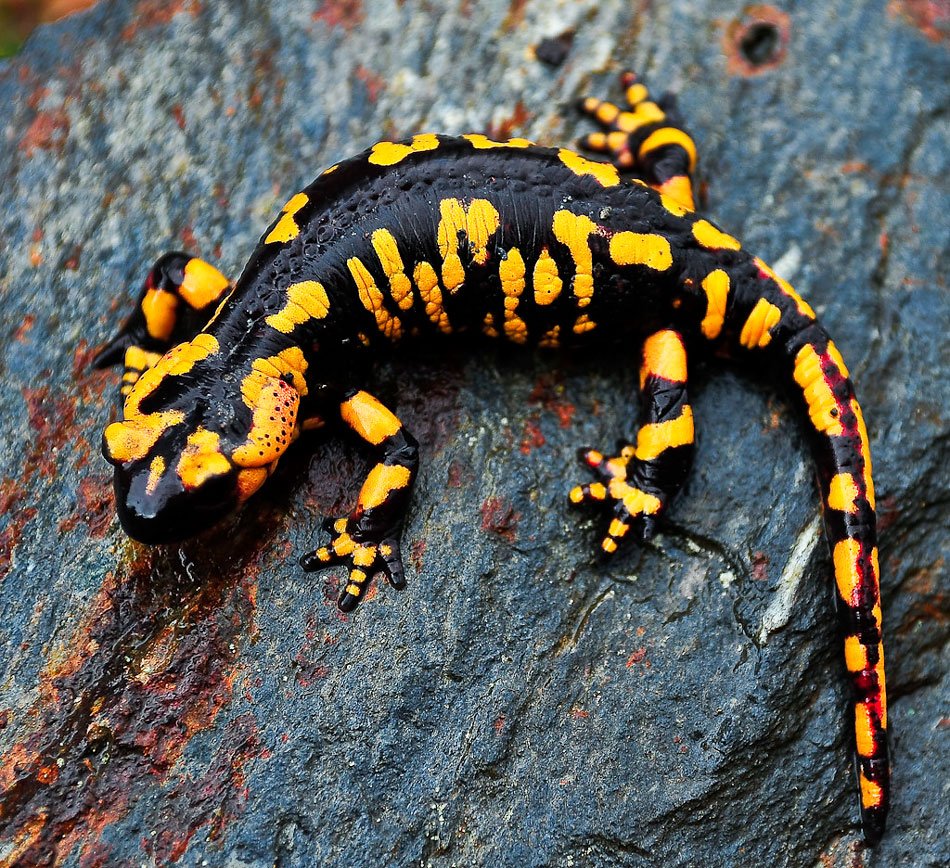 Огненная саламандра земноводное