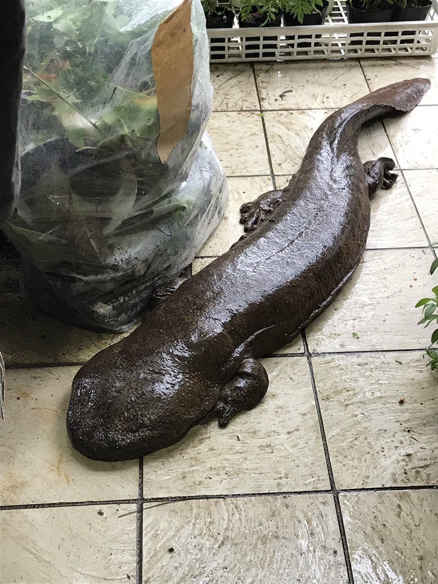 Японская исполинская саламандра