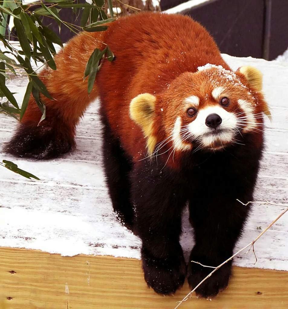 Гималайская красная Панда