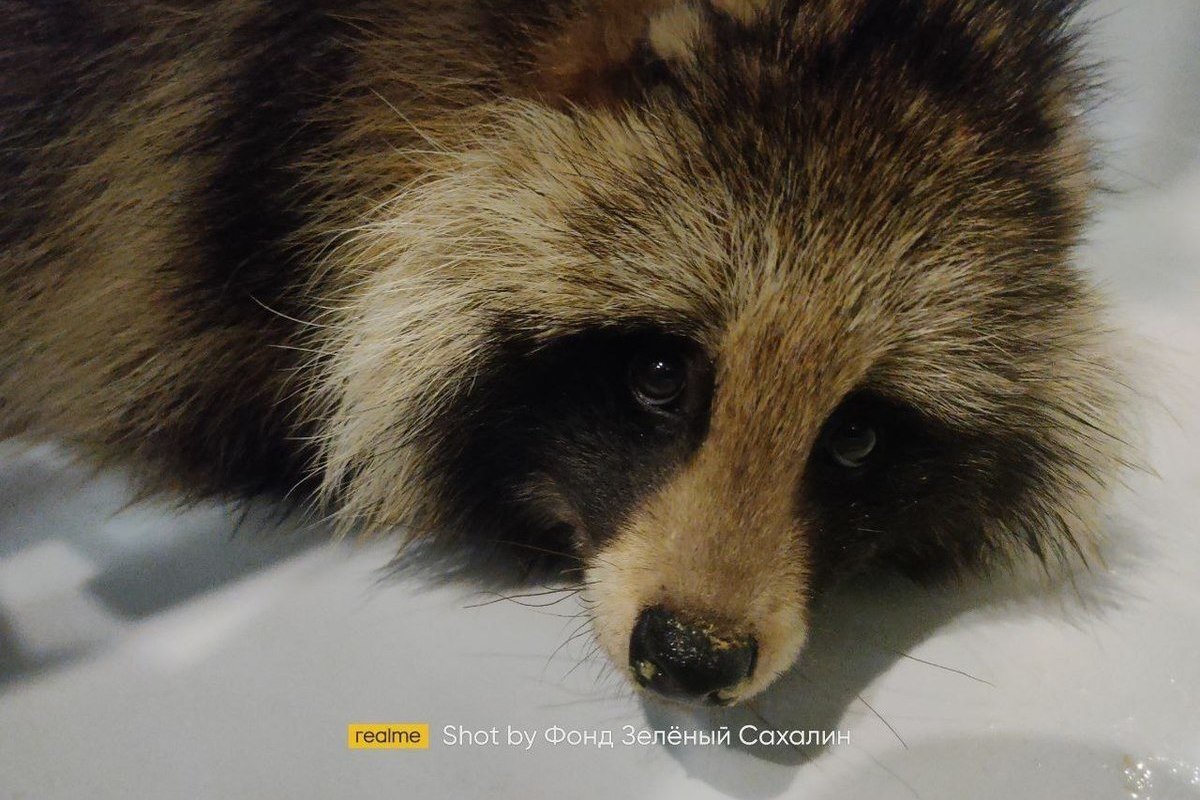 Енотовидная собака