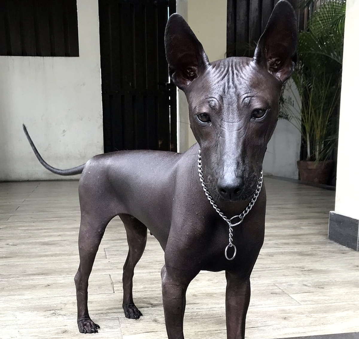 Лысая собака ксолоитцкуинтли