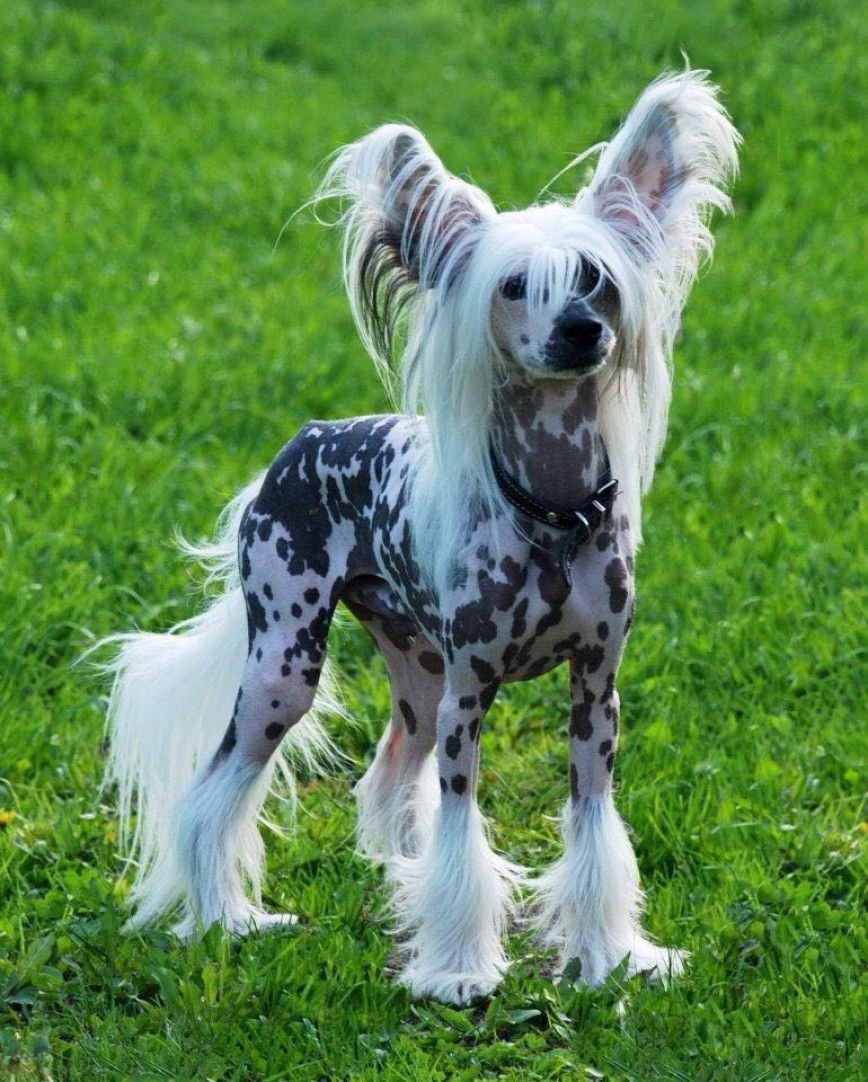 Китайская лохматая