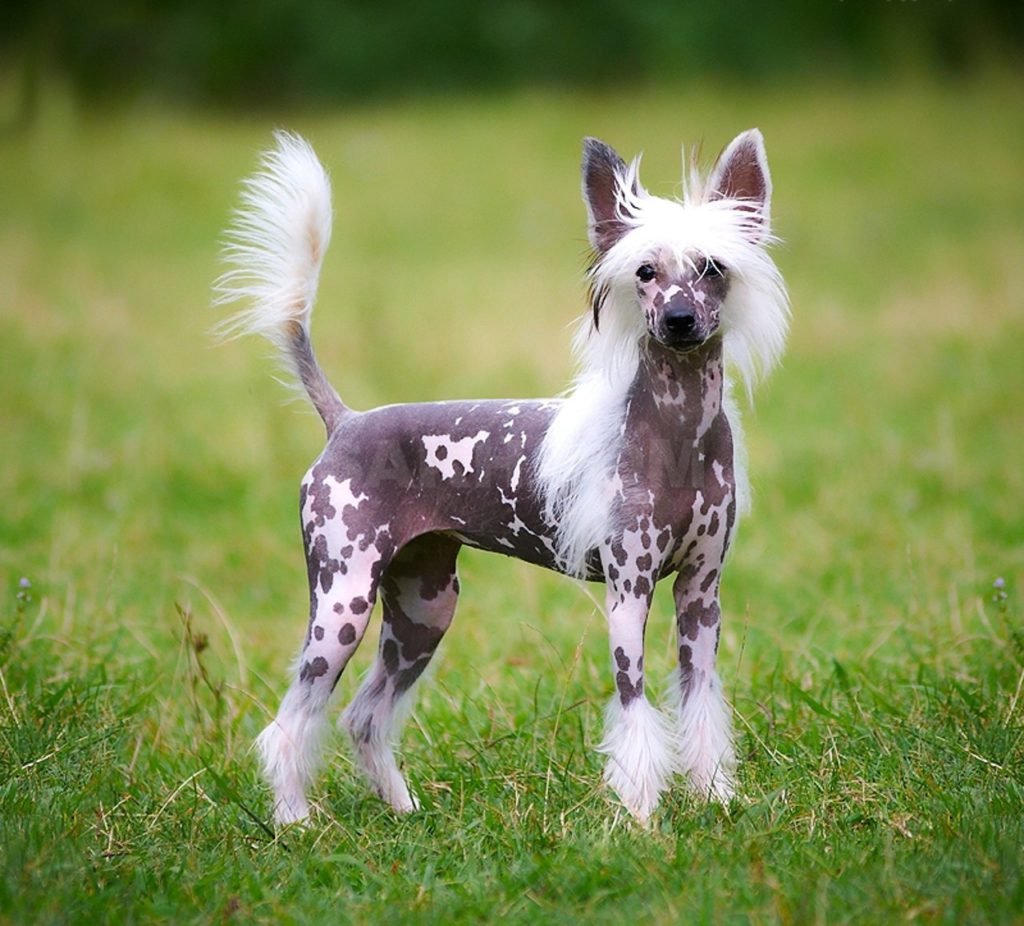 Китайская хохлатая