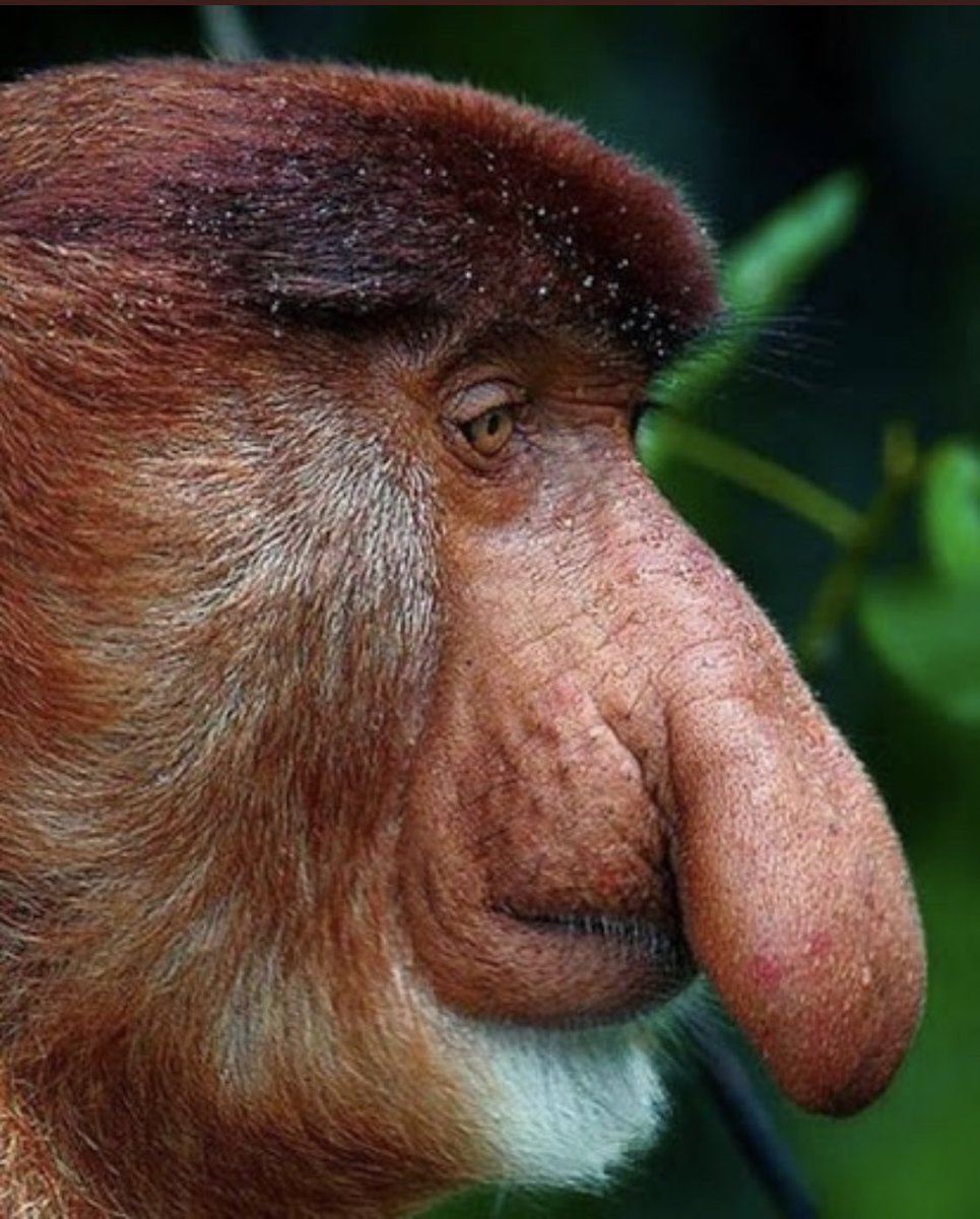 Обезьяна кахау