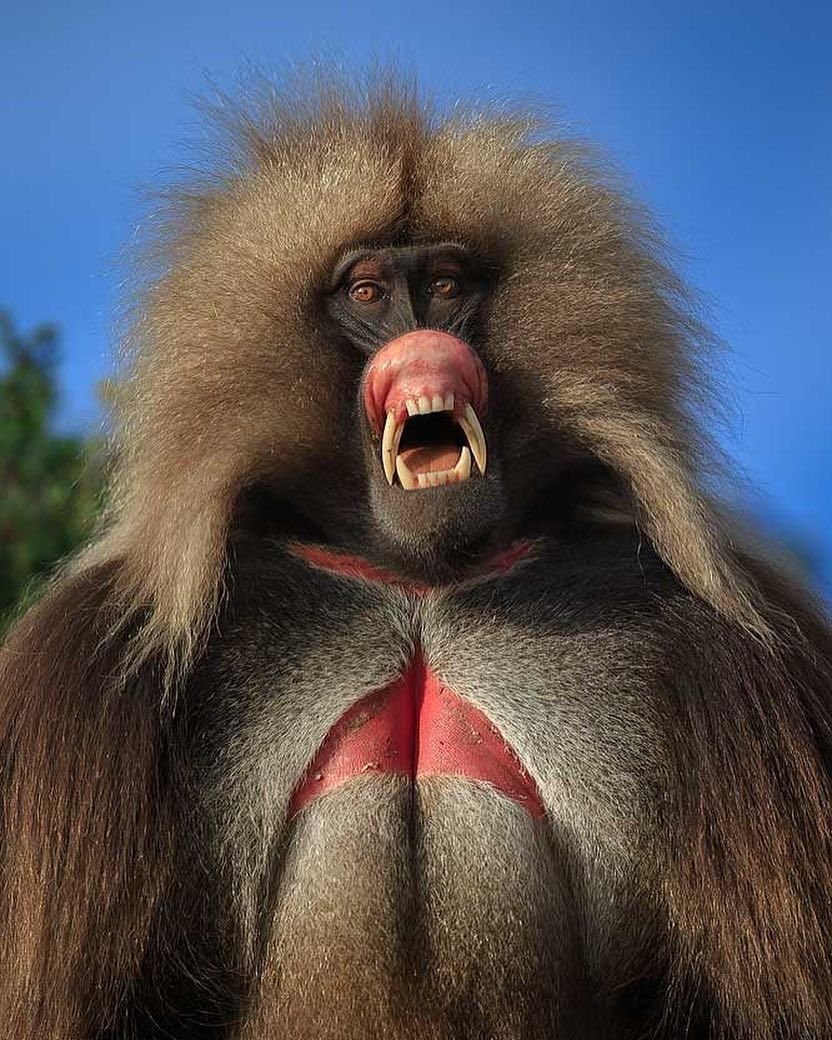 Обезьяна Гелада