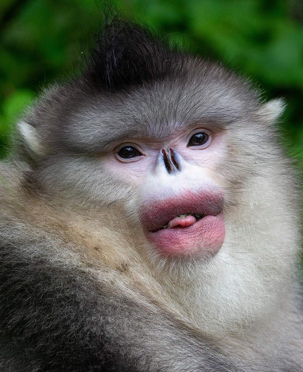 Тонкинский ринопитек