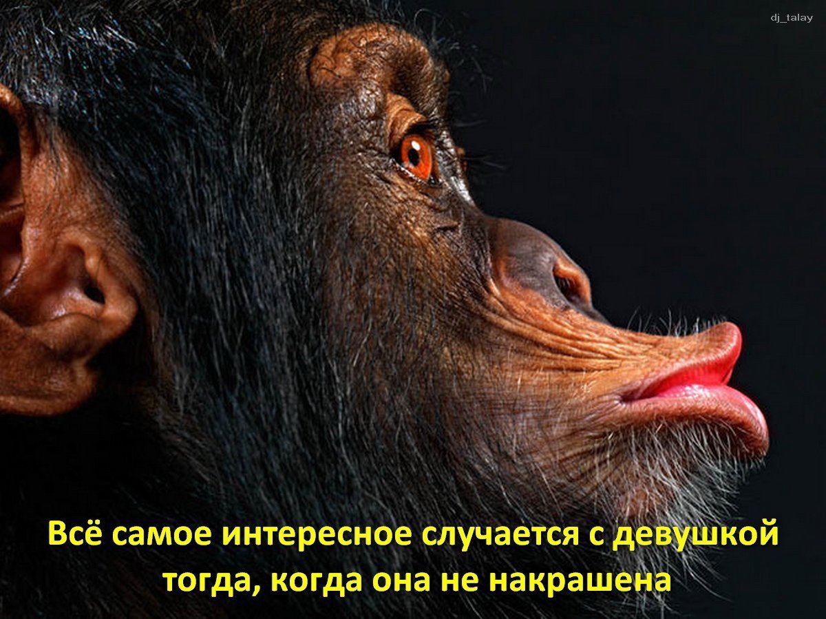 Гримасы обезьян