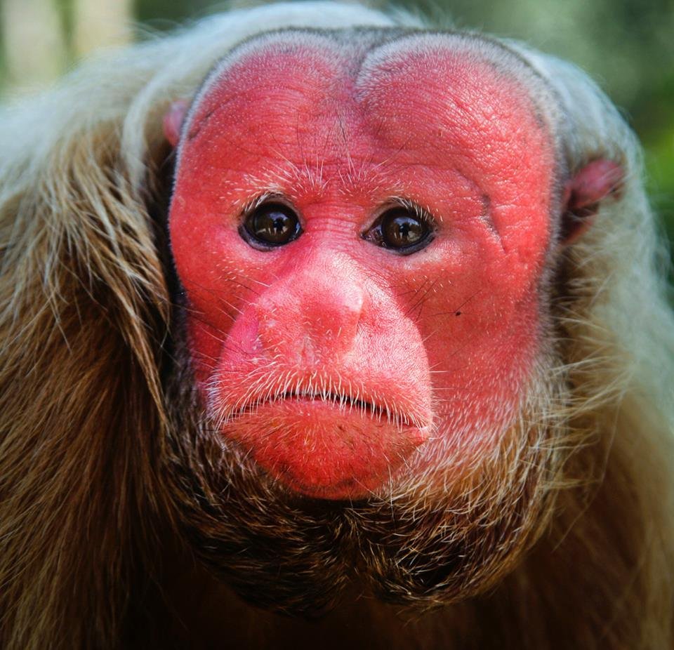 Лысый уакари