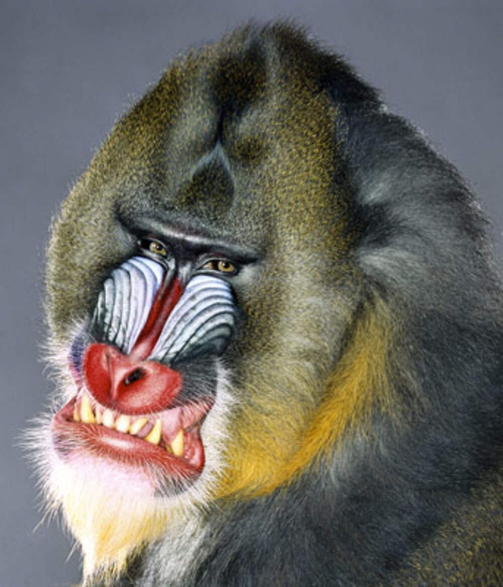 Обезьяна с накрашенными губами