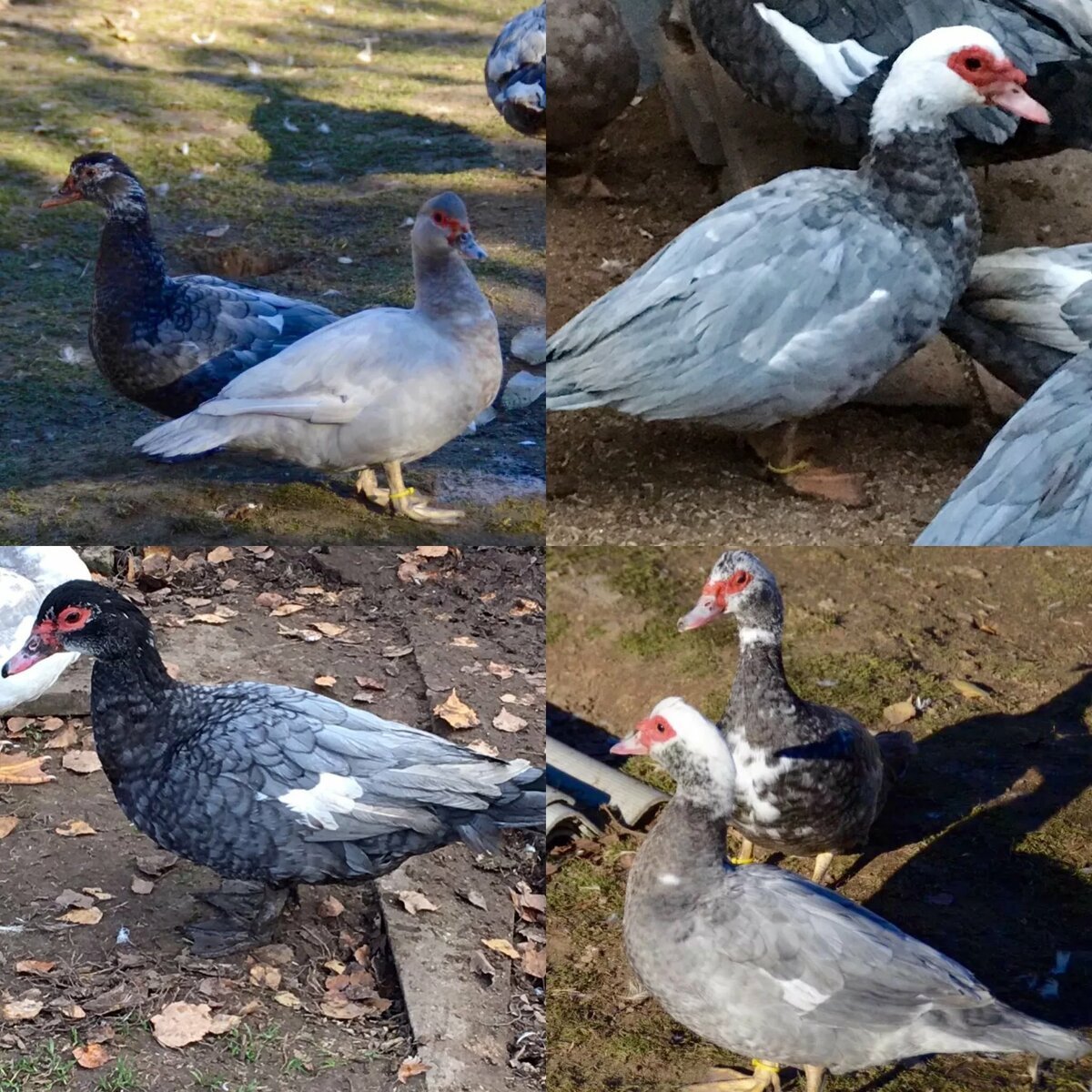 Жемчужная индоутка