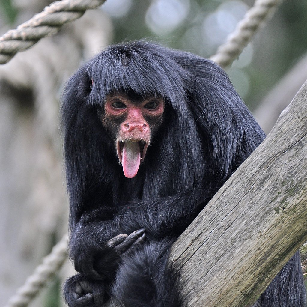 Животное с большими губами