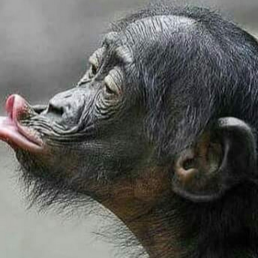 Обезьянка с вытянутыми губами