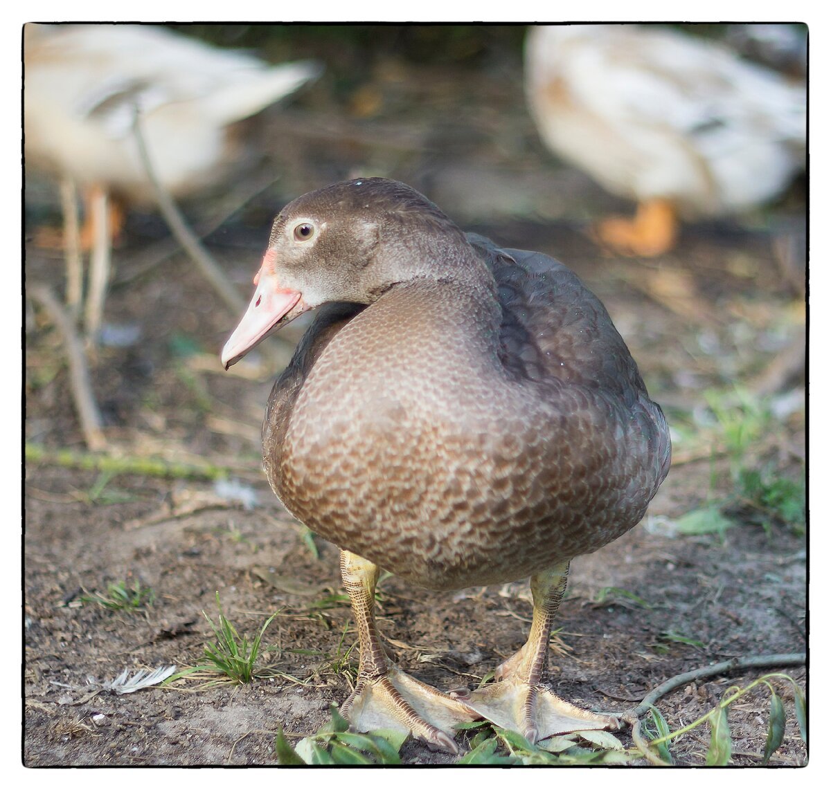 Мускусная утка