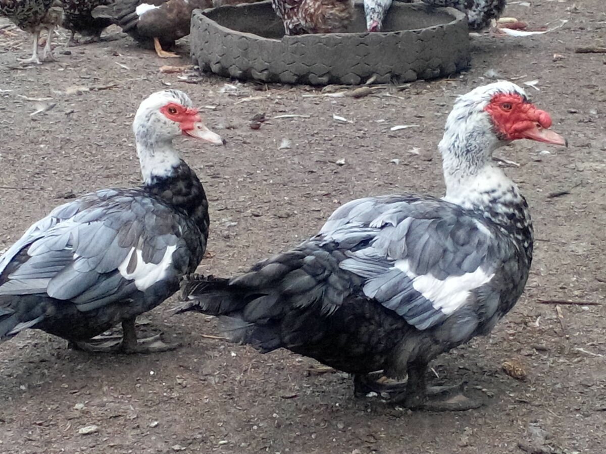 Голубая мускусная индоутка