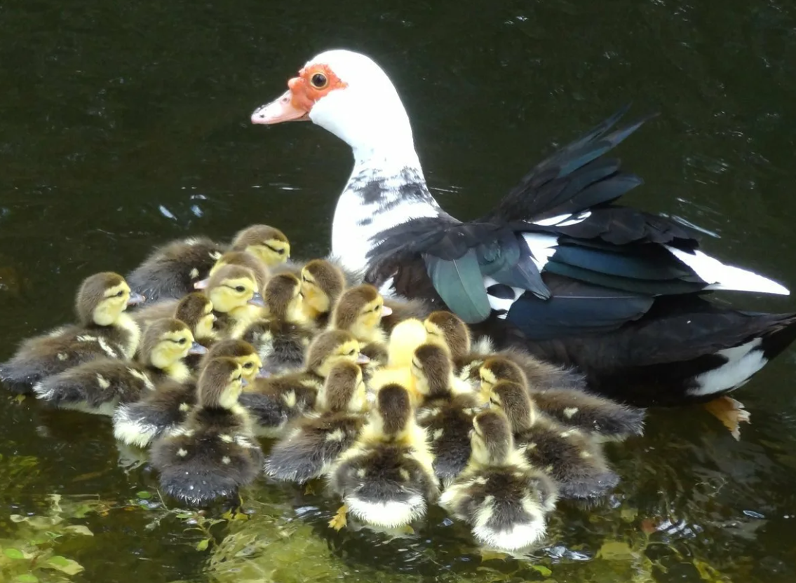 Индоутка мускусная утенок