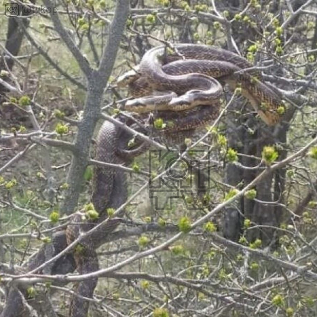 Змеи Владимирской области
