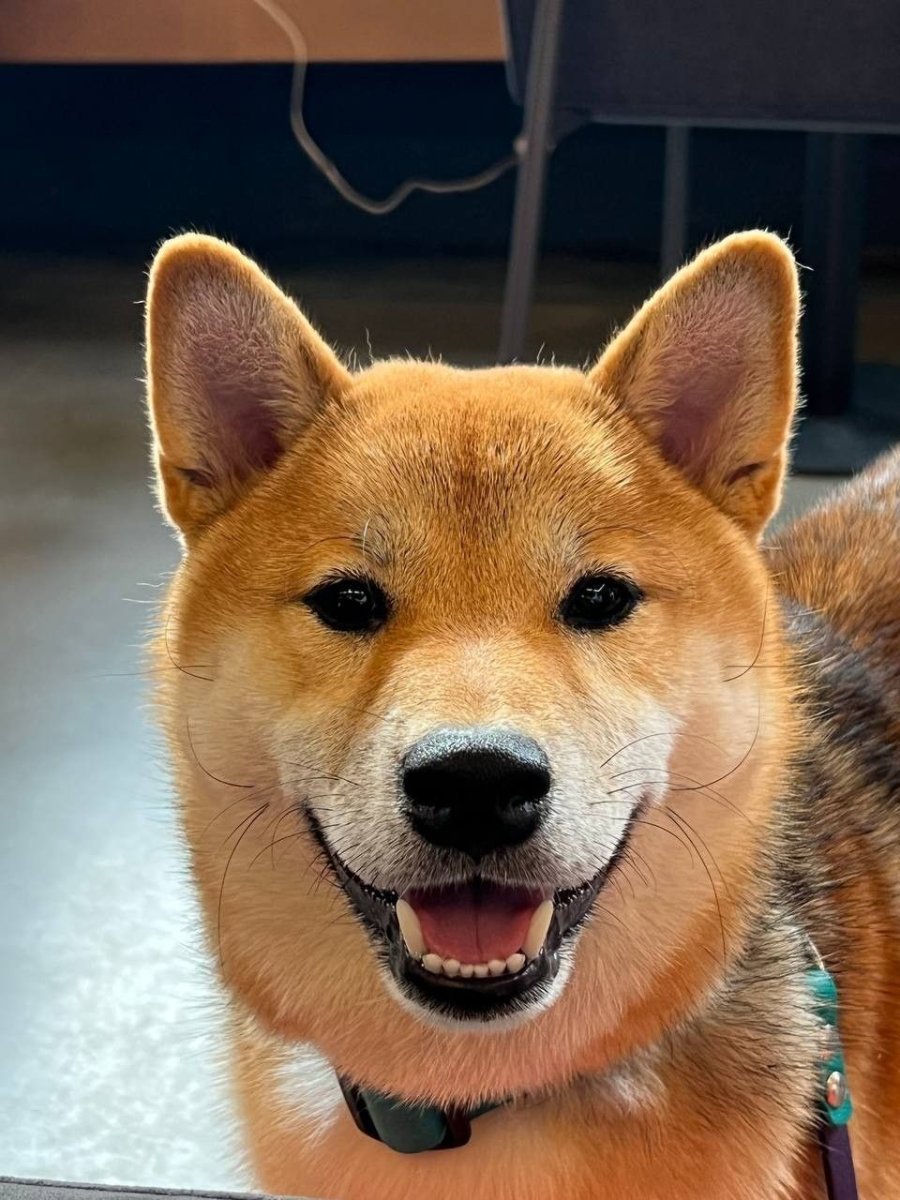 Сиба ину Марти Эдисона