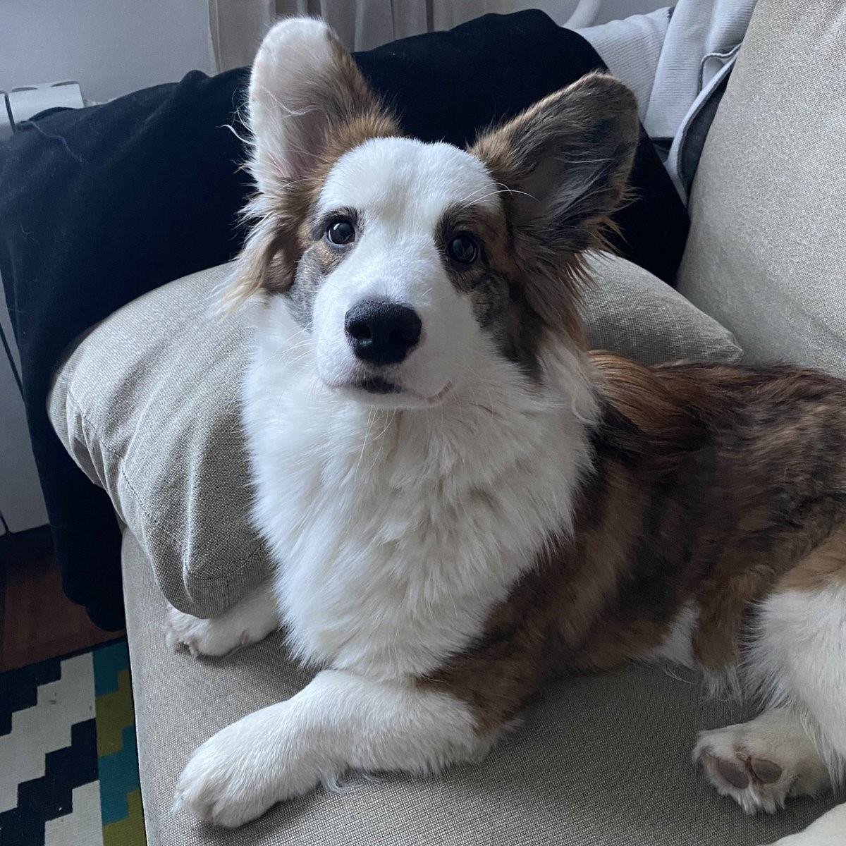 Марти Эдисона порода