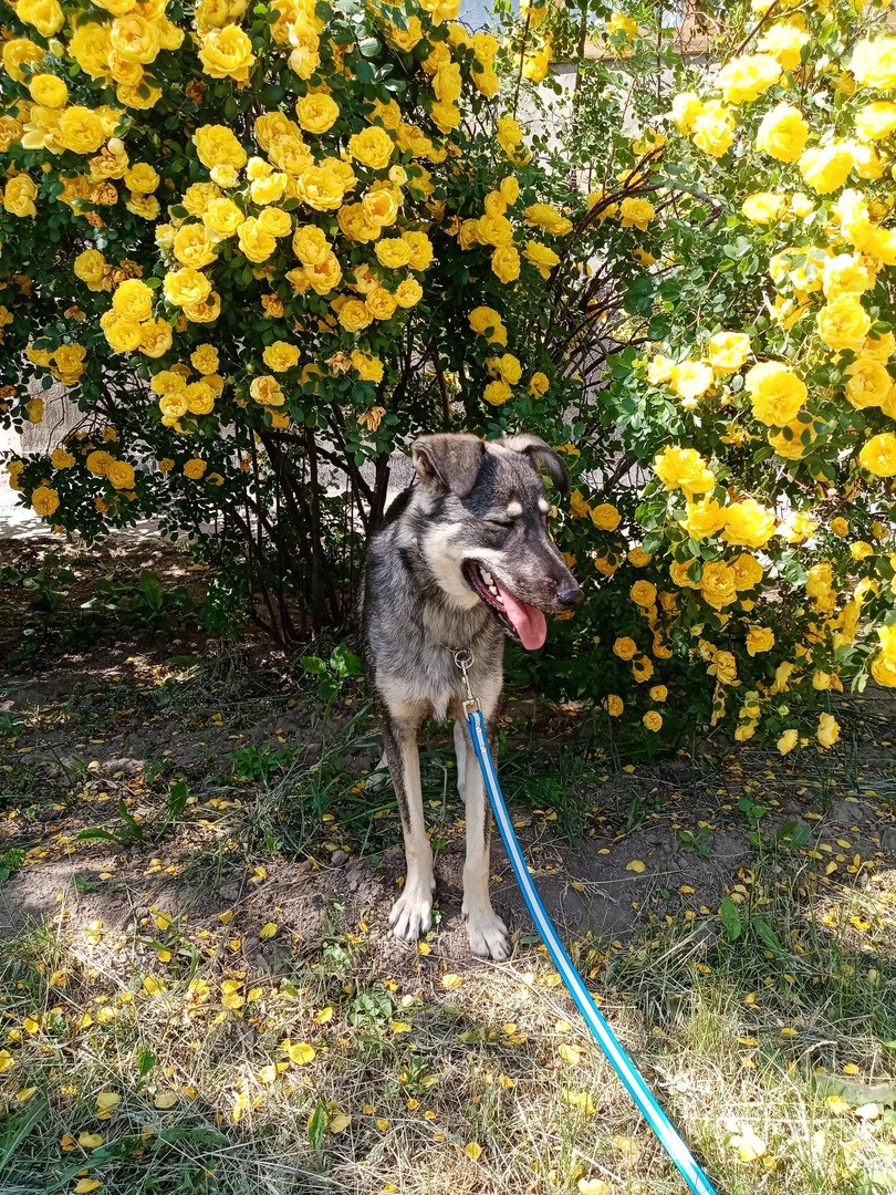 Марти собака Эдисона