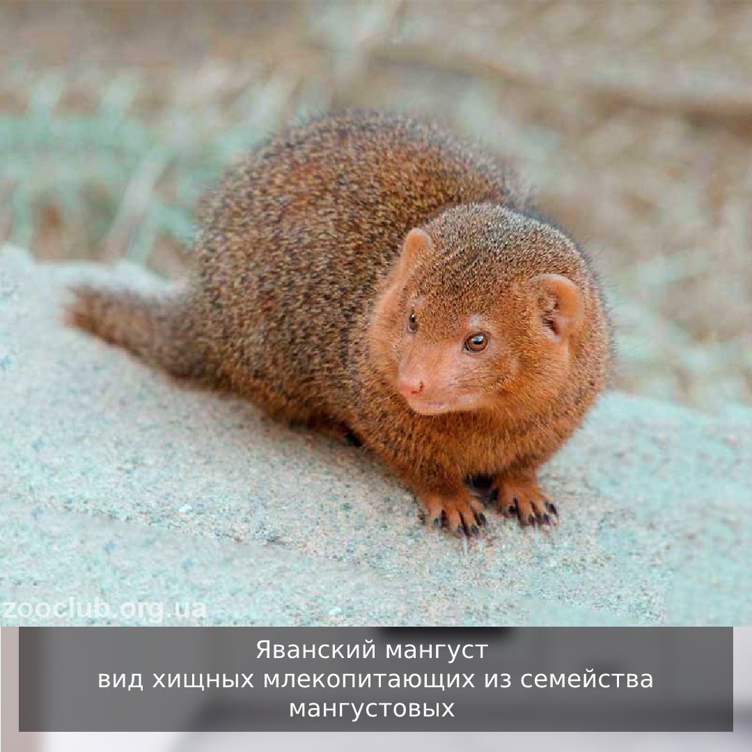 Южноафриканский Мангуст