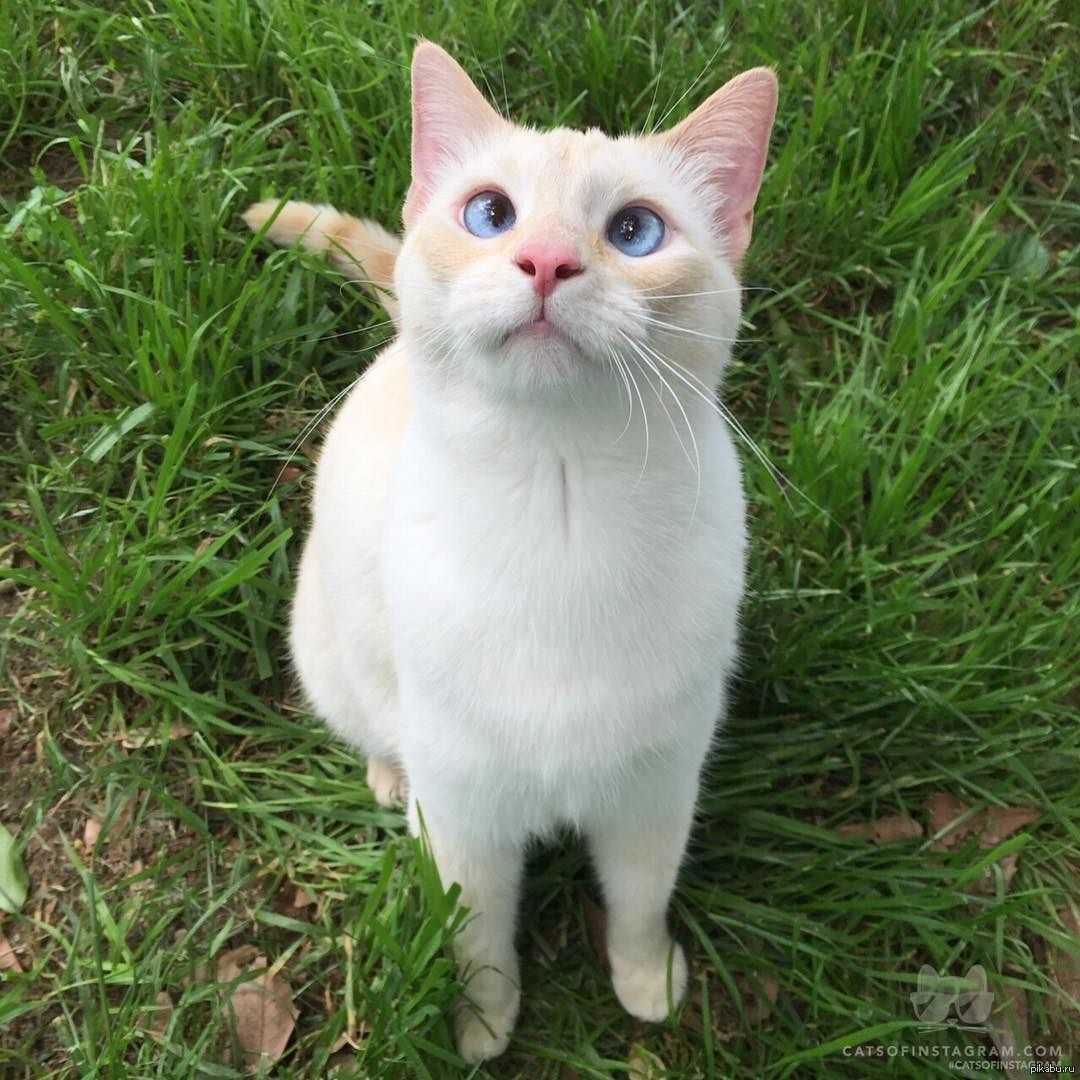 Раскосые коты порода