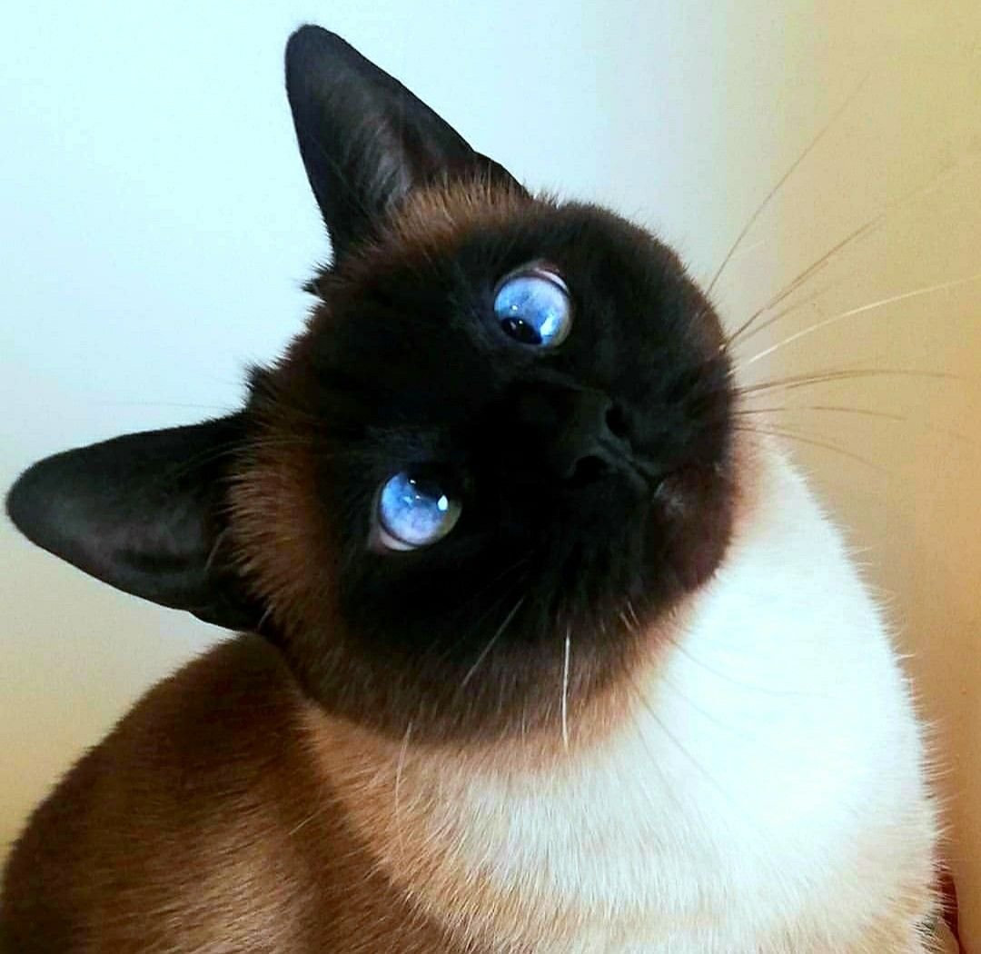 Сиамская порода кошек