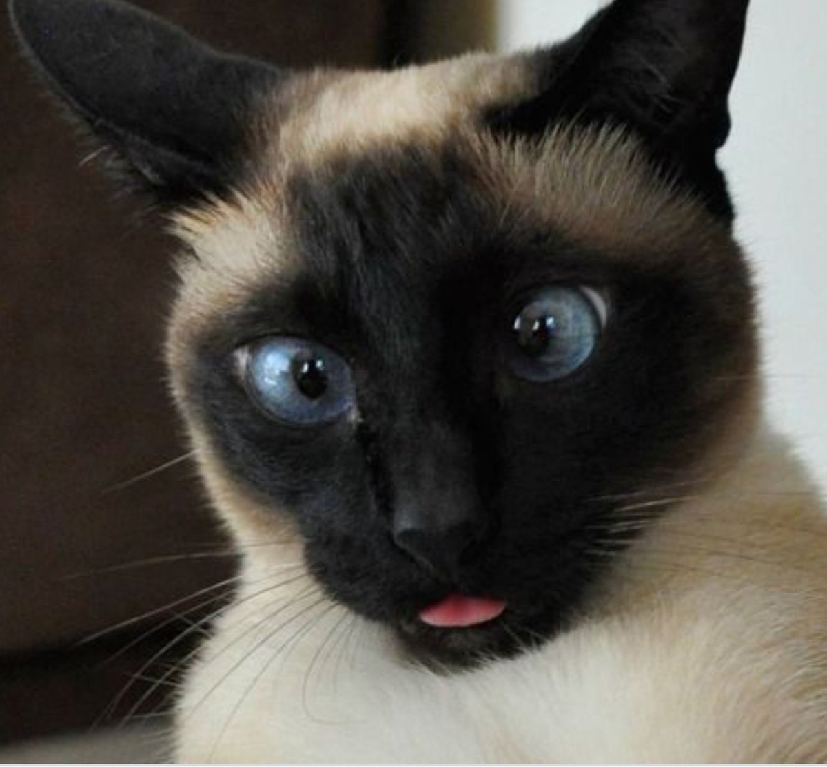 Сиамская и тайская кошка