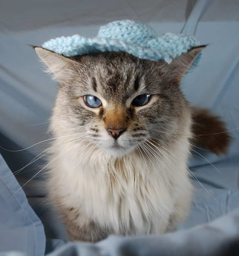 Кот Спанглс порода